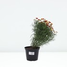 Кореопсис Санстар Роуз, горшок С2, 1 шт, Лето 2024 - фото 25469915