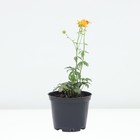 Купальница культурная Голден Квин, горшок С2, 1 шт, Лето 2024 - фото 25406018