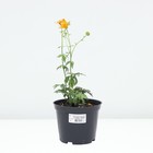 Купальница культурная Голден Квин, горшок С2, 1 шт, Лето 2024 - фото 25406019