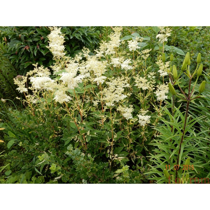 Купить Лабазник вязолистный Aurea - Лабазник - GardenPlants