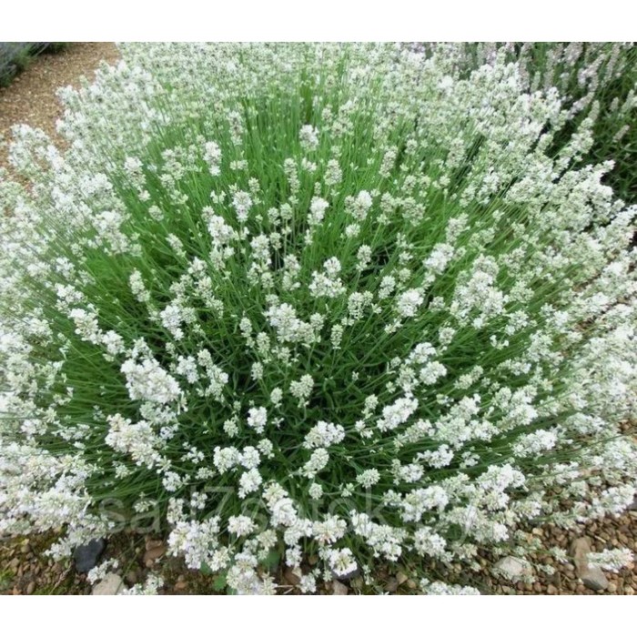 Лаванда узколистная Альба, горшок С2, 1 шт, Лето 2026