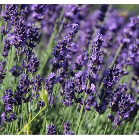 Лаванда узколистная «Двоф Блу», саженец, горшок С2, 1 шт., Лето 2026, «ПОИСК»