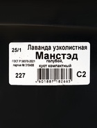 Саженец Лаванда узколистная Манстэд, горшок С2, 1 шт. - Фото 2