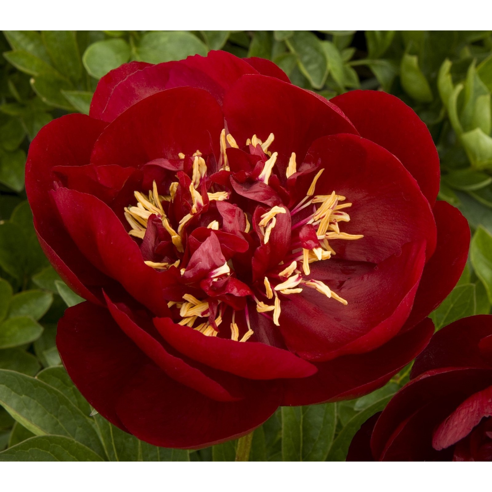 Пион молочноцветковый/Paeonia lactiflora - Пион/Paeonia - Садовый центр ЛЕТО