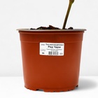 Пион молочноцветковый Ред Чарм, горшок С3, 1 шт, Лето 2024 - фото 26607917