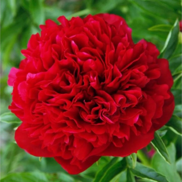 Пион элиза ланди фото Пион элиза ланди фото