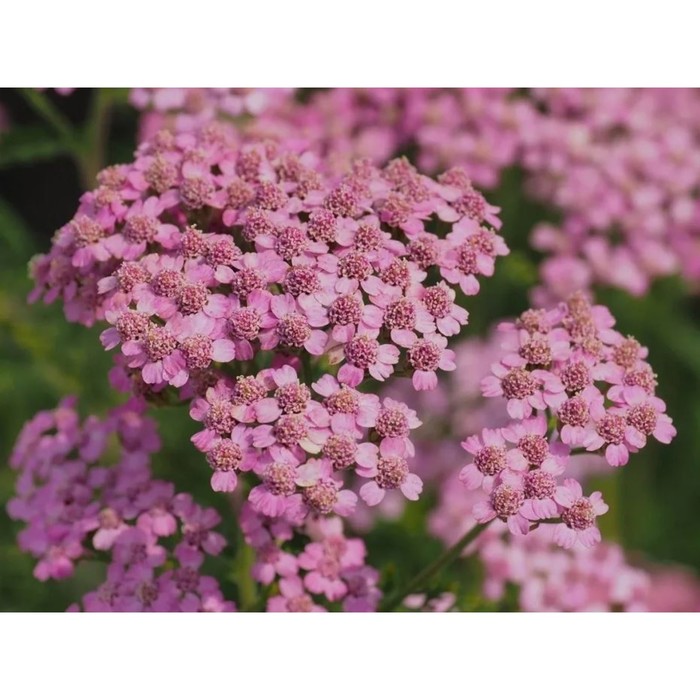 Тысячелистник обыкновенный Лилэк Бьюти, горшок С3, 1 шт, Лето 2023 ...