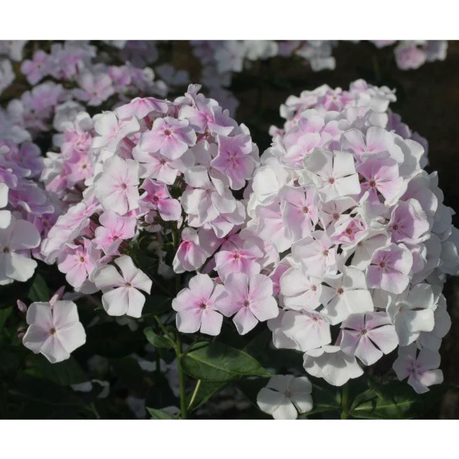 Зимние флоксы фото Зимние флоксы фото