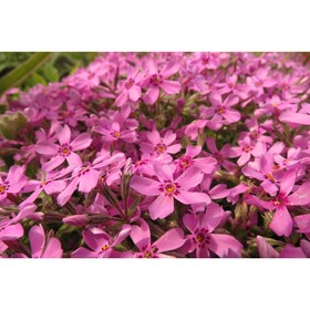 Флокс шиловидный, саженец, горшок С2, 1 шт., Лето 2026, «ПОИСК»