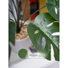 Декоративное растение в керамическом горшке «Монстера», 12×12×70 см - Фото 4