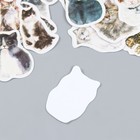 Наклейки для творчества "Кошечки" набор 46 шт 4,4х4,4х1,1 см - Фото 3