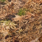 Мох сфагнум для террариумов «Рецепты дедушки Никиты» 1 л - Фото 10