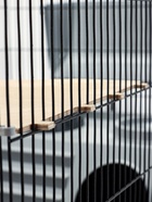 Клетка для шиншилл «Пижон» №11, складная, 80×50×46 см, серая - Фото 6