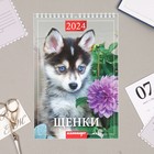 Календарь на пружине без ригеля "Щенки" 2024 год, 17х25 см - Фото 1