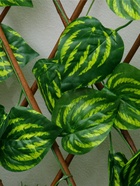 Ограждение декоративное, 120×35 см, «Лист осины», Greengo - Фото 5