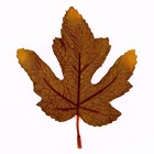 Декор «Осенний лист» набор 15 шт., размер 1 шт. — 9 × 11 × 0,2 см, цвет коричневый - фото 7444771