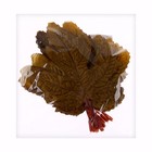 Декор «Осенний лист» набор 15 шт., размер 1 шт. — 9 × 11 × 0,2 см, цвет коричневый - фото 7444773
