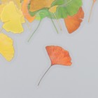 Наклейки для творчества пластик "Листья Гинкго" набор 40 шт р-р 4-5 см - фото 22784537