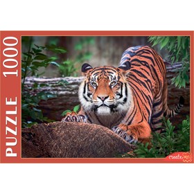 Пазлы «Суматранский тигр», 1000 элементов