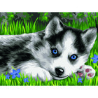 Картина по номерам на картоне 30 × 40 см «Голубоглазый пушистик», с акриловыми красками и кистями - фото 8998267
