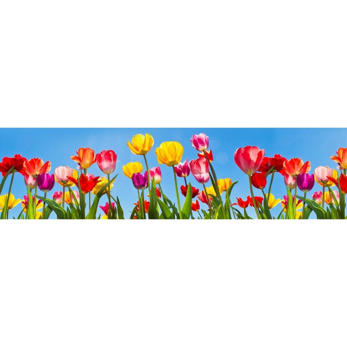 Фотосетка, 600 × 155 см, с фотопечатью, «Небесные тюльпаны»
