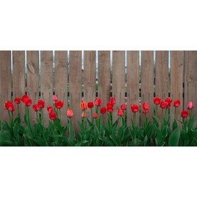 Фотосетка, 320 × 155 см, с фотопечатью, «Тюльпаны»