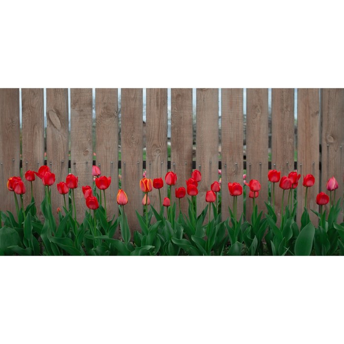 Фотосетка, 320 × 155 см, с фотопечатью, «Тюльпаны» - Фото 1