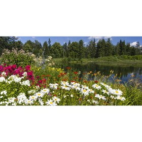 Фотосетка, 320 × 155 см, с фотопечатью, «Цветы луговые»
