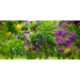 Фотосетка, 320 × 155 см, с фотопечатью, «Сиреневый сад»