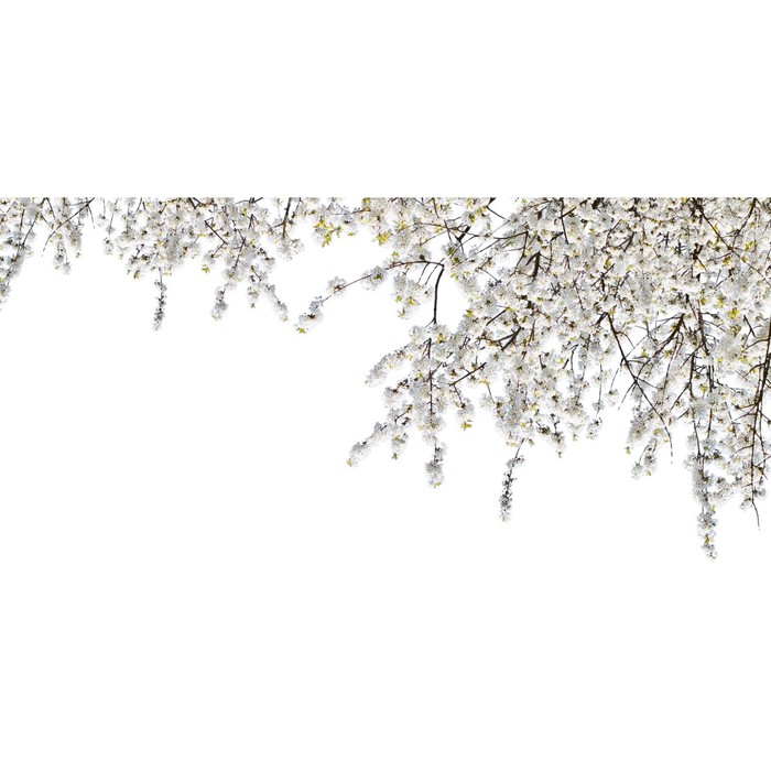Фотосетка, 320 × 155 см, с фотопечатью, «Ветви сакуры»