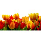 Фотосетка, 320 × 155 см, с фотопечатью, «Крупные тюльпаны» - фото 303335644