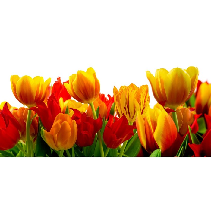 Фотосетка, 320 × 155 см, с фотопечатью, «Крупные тюльпаны»