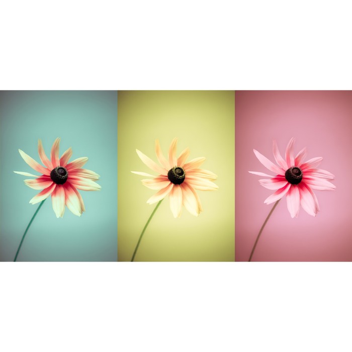 Фотосетка, 320 × 155 см, с фотопечатью, «3 цветка»