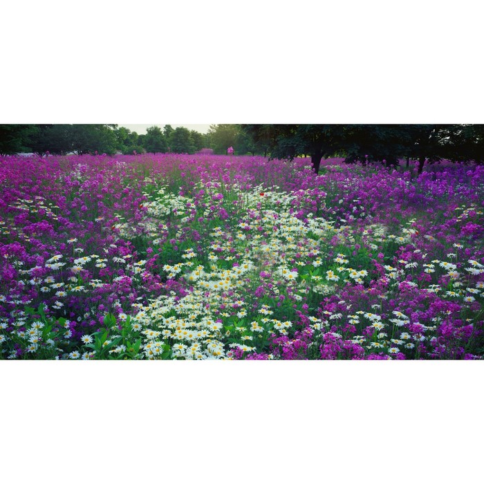 Фотосетка, 320 × 155 см, с фотопечатью, «Цветочная поляна»