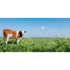 Фотосетка, 320 × 155 см, с фотопечатью, «Корова» - фото 291744431