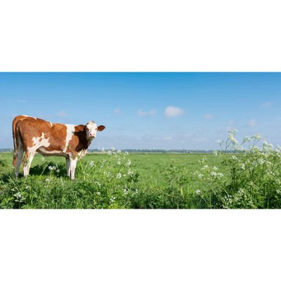 Фотосетка, 320 × 155 см, с фотопечатью, «Корова»