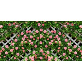 Фотосетка, 320 × 155 см, с фотопечатью, «Розы на шпалере»
