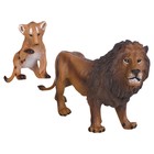 Набор фигурок «Мир диких животных: семья львов», 2 фигурки - фото 294046949
