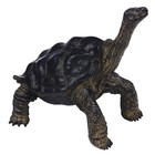 Фигурка «Мир диких животных: звёздчатая черепаха» - Фото 4