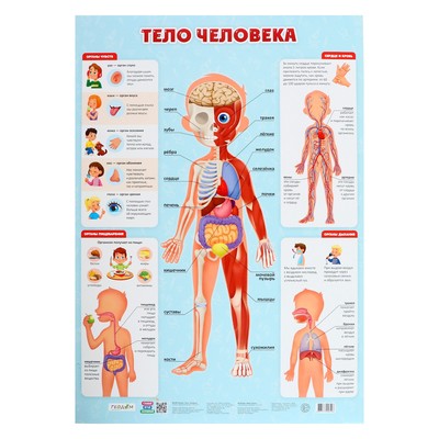 Плакат дидактический «Тело человека», 45 × 64 см