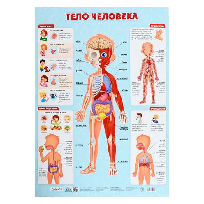 Плакат дидактический «Тело человека», 45 × 64 см - Фото 1