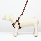 Комплект амуниции светоотражающий, размер M, ОГ 40-70 см, стропа 2 см, оранжевый - Фото 7