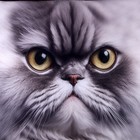 Антистресс кубы «кот», серый, угрюмый - фото 3616060