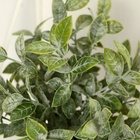 Искусственный цветок в горшке «Педилантус», 8×20 см - Фото 2