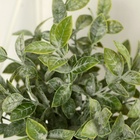 Искусственный цветок в горшке «Педилантус», 8×20 см - Фото 3