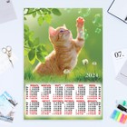 Календарь листовой "Кошки - 2" 2024 год, 42х60 см, А2 - фото 11053546