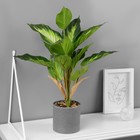 Искусственный цветок в горшке «Диффенбахия», 9×33 см - Фото 1