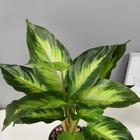 Искусственный цветок в горшке «Диффенбахия», 9×33 см - Фото 2