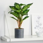 Искусственный цветок в горшке «Диффенбахия пятнистая», 9×32 см - Фото 1