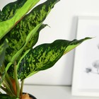 Искусственный цветок в горшке «Диффенбахия пятнистая», 9×32 см - Фото 2